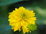 8th Aug 2020 - Yellow Blossom