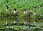 15th Aug 2020 - Canada Geese