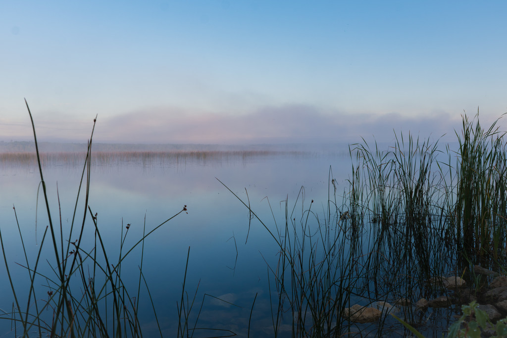 Tiny Marsh on a Misty Morning by mgmurray