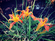 15th Aug 2020 - Day Lilies