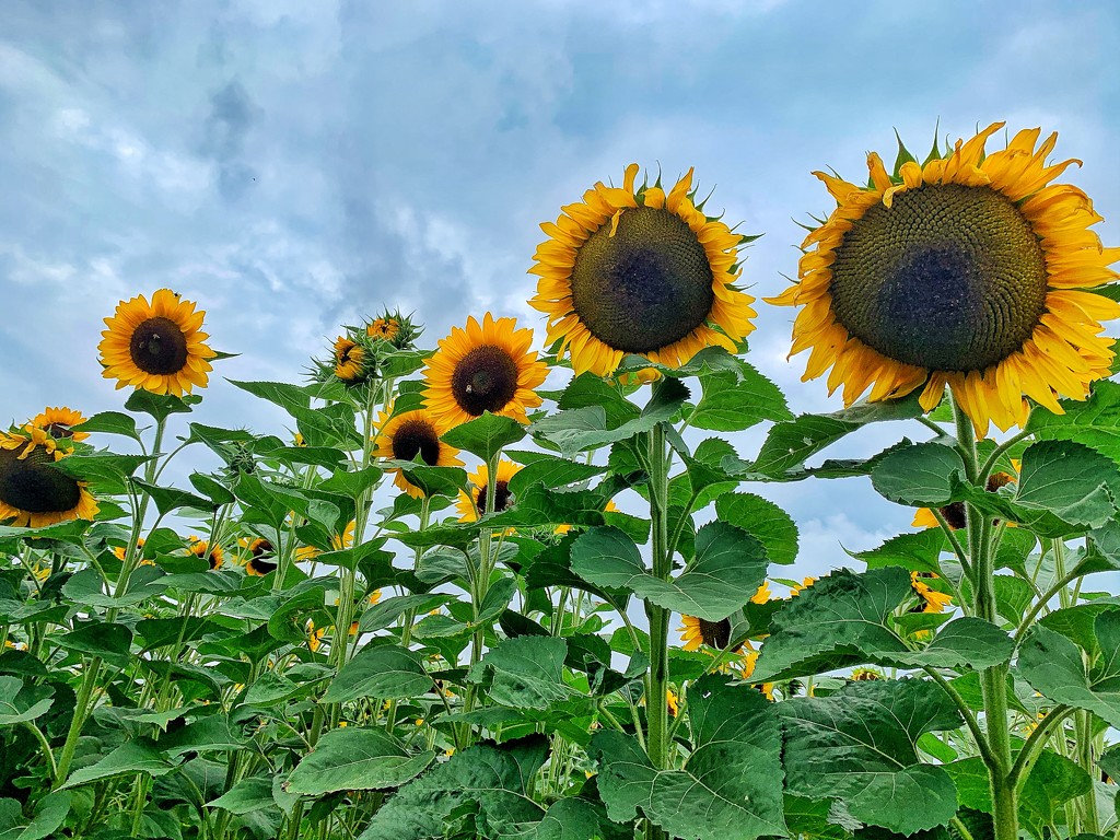 Sunflowers in line.  by cocobella