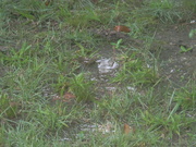 15th Aug 2020 - Rain Puddle in Grass
