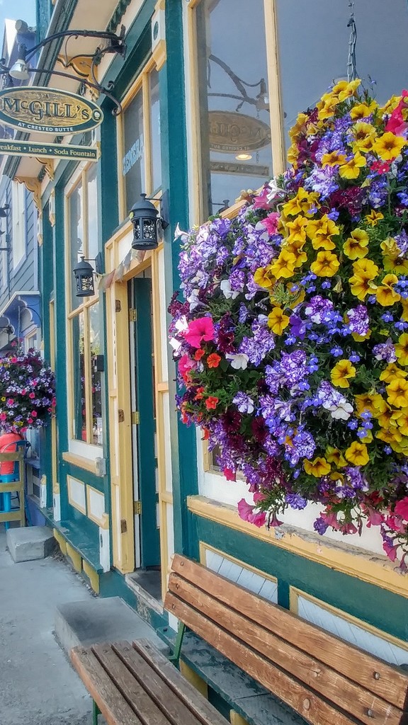 Flowers in Crested Butte by harbie