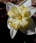 12th May 2020 - Fancy Daffodil