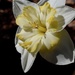Fancy Daffodil by sunnygreenwood