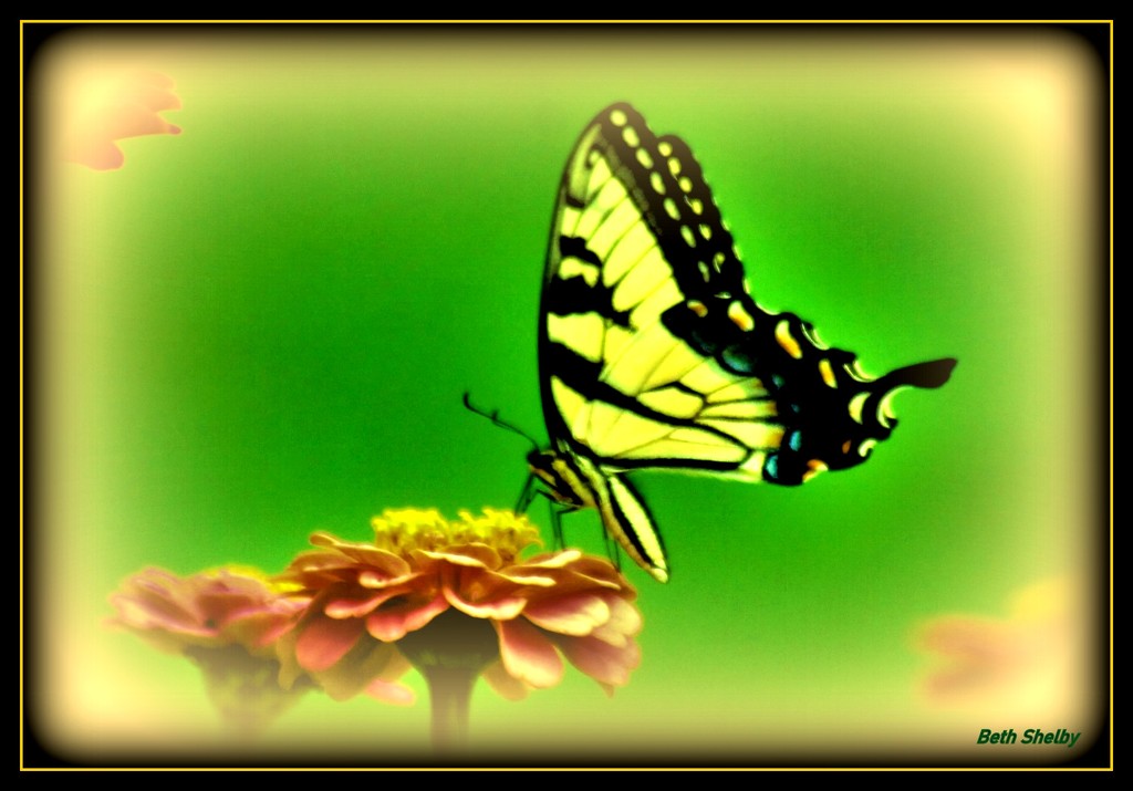 Eastern Tiger Swallowtail Butterfly by vernabeth