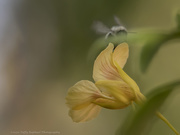 15th Aug 2020 - Stealth Pollinator