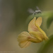 Stealth Pollinator by taffy