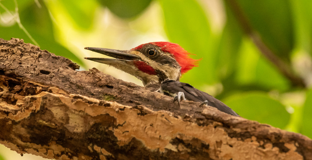 Pileated Woodpecker, Playing Hide and Seek! by rickster549