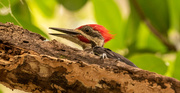 15th Aug 2020 - Pileated Woodpecker, Playing Hide and Seek!
