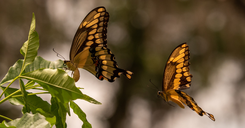 Giant Swallowtail Butterflys Playing Chase! by rickster549