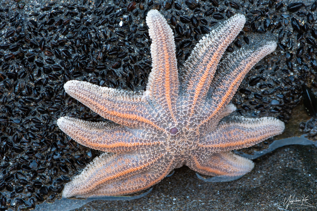 Starfish by yorkshirekiwi