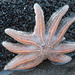 Starfish by yorkshirekiwi