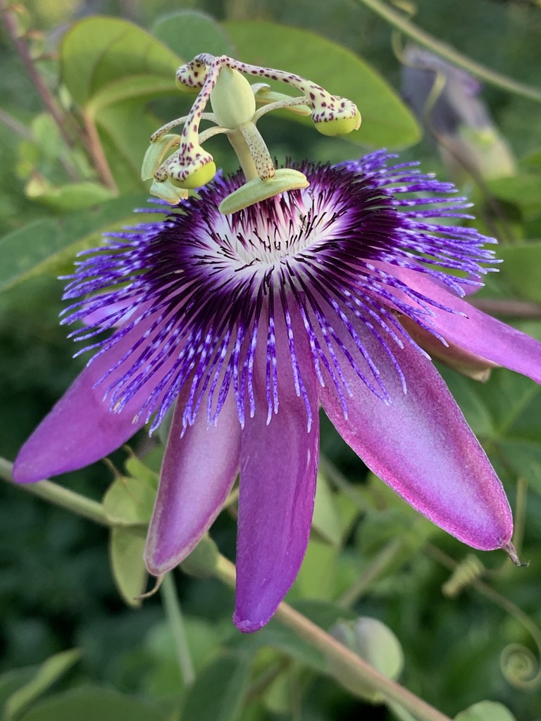 Passiflora incarnata (Purple passionflower) by shookchung