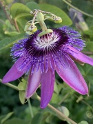 15th Aug 2020 - Passiflora incarnata (Purple passionflower)