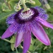 Passiflora incarnata (Purple passionflower) by shookchung