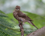 30th Jul 2020 - Young House Finch