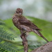 Young House Finch by cjwhite