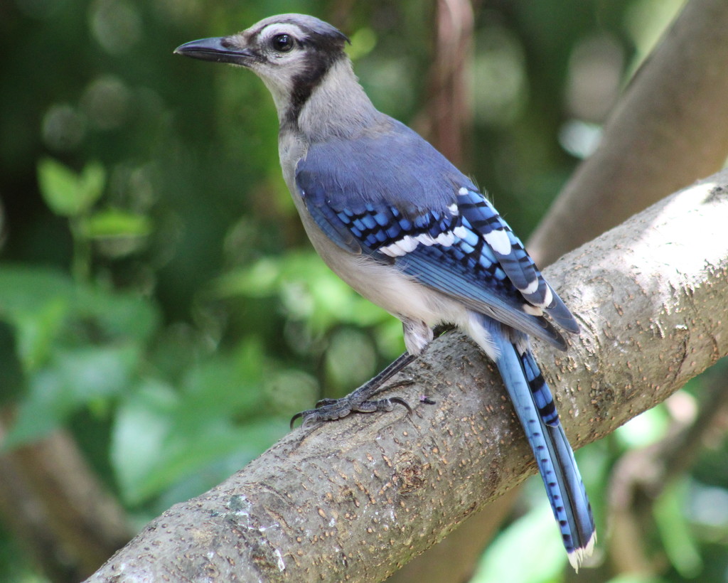 Handsome Blue Jay by cjwhite