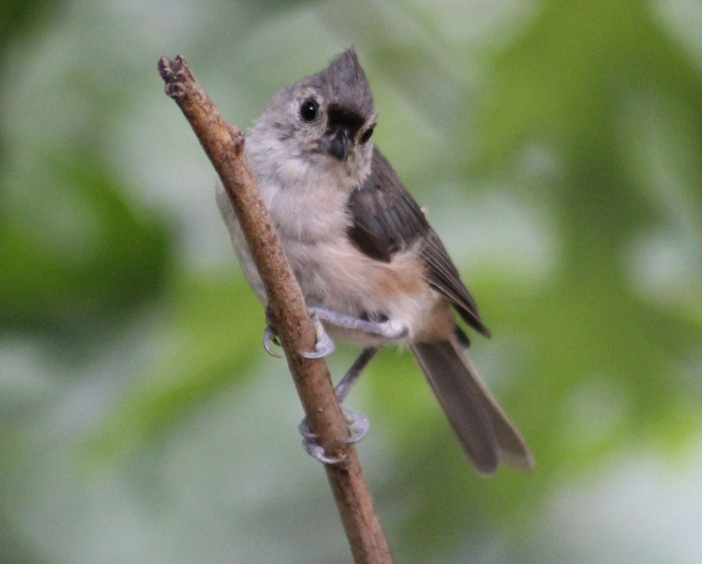 Tufted Titmouse by cjwhite