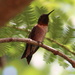 Mr. Hummingbird by cjwhite