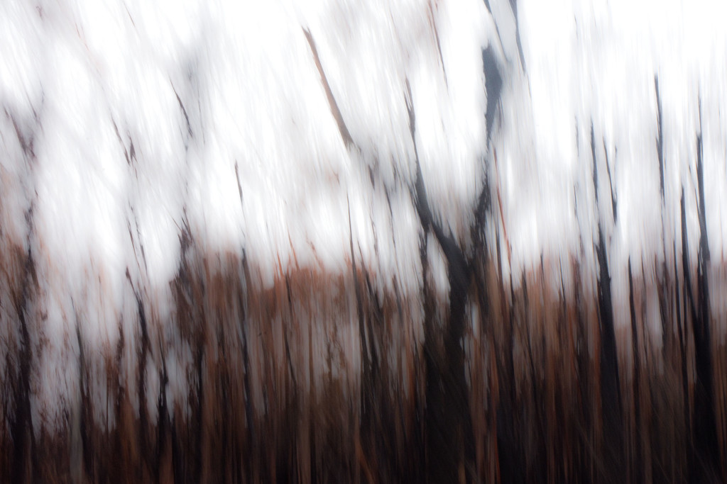 Tree Abstract 5 by annied