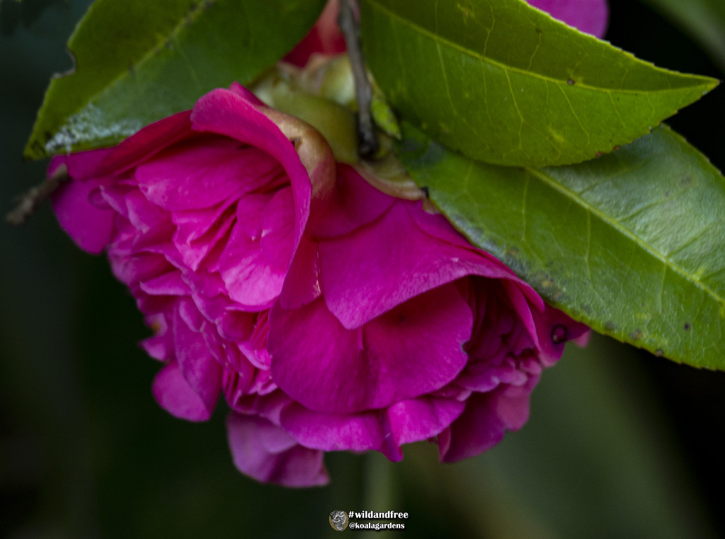 another view of a Camellia by koalagardens
