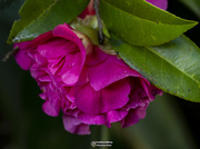 15th Aug 2020 - another view of a Camellia