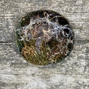 16th Aug 2020 - Quay nesting - Abstract Aug #16