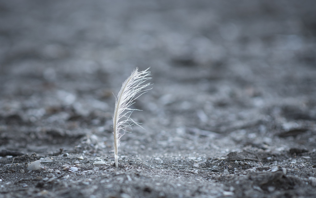 Lone feather by brigette