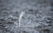 16th Aug 2020 - Lone feather