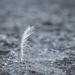 Lone feather by brigette