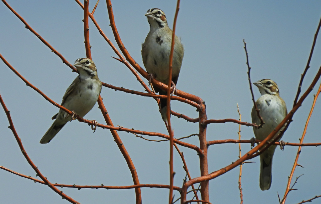 Lark Sparrows by janeandcharlie