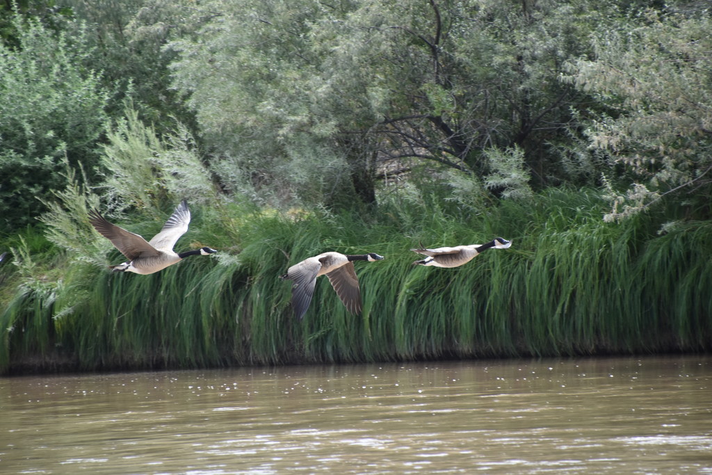 Geese Heading Up River. by bigdad