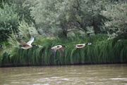 16th Aug 2020 - Geese Heading Up River.