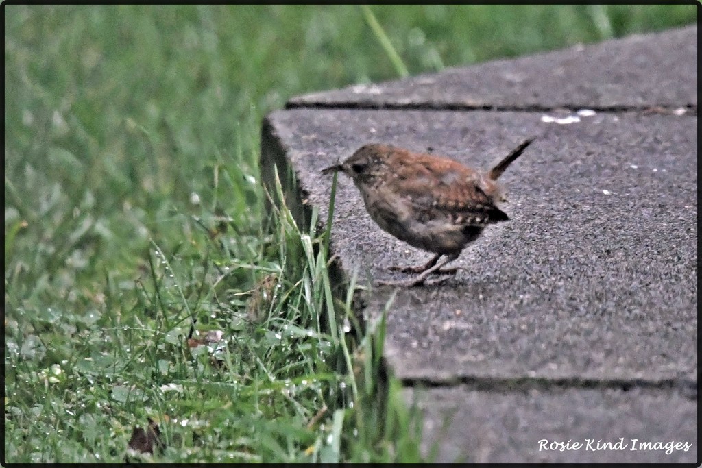 Even the little wren came to see us by rosiekind