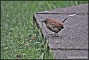 16th Aug 2020 - Even the little wren came to see us
