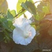 Morning Glory Glory! by selkie
