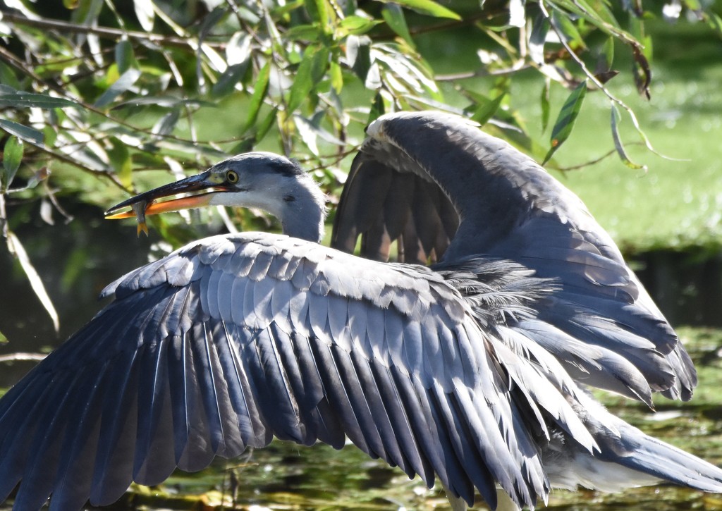 heron from the archives by stevejacob