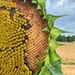 Half sunflower.  by cocobella