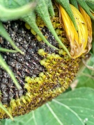 16th Aug 2020 - Sunflower seeds. 