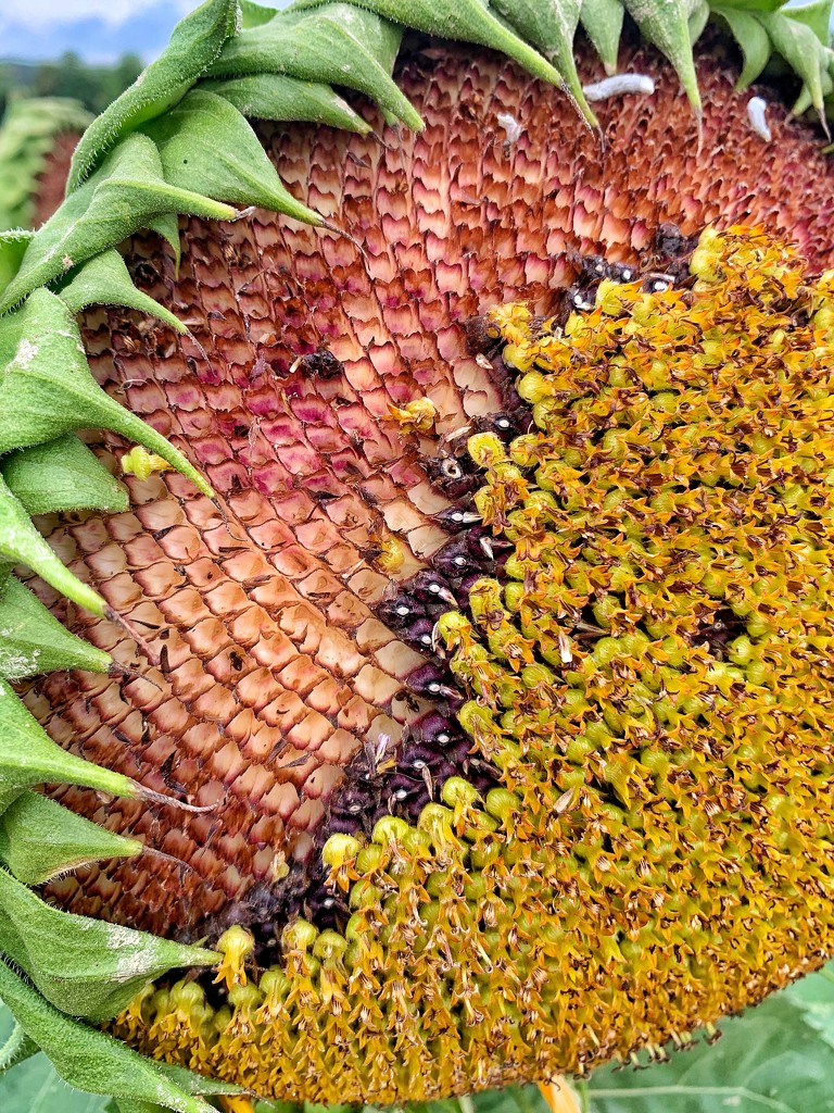 Sunflower details.  by cocobella