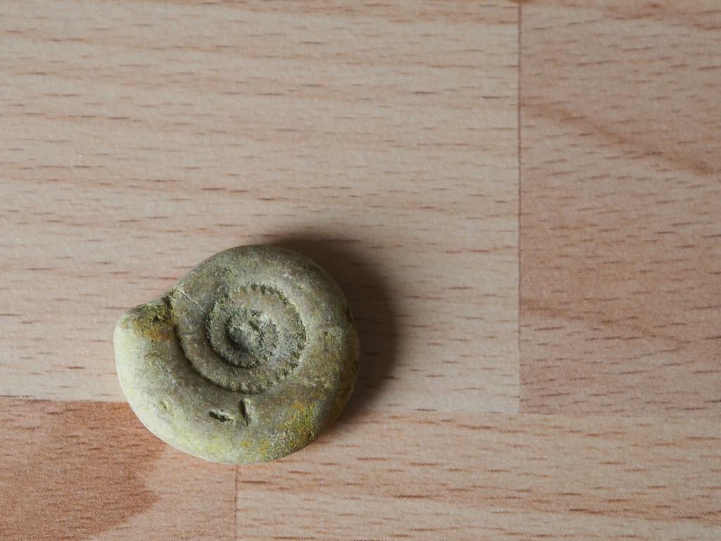 Ammonite by jon_lip