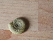 16th Aug 2020 - Ammonite