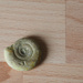 Ammonite by jon_lip