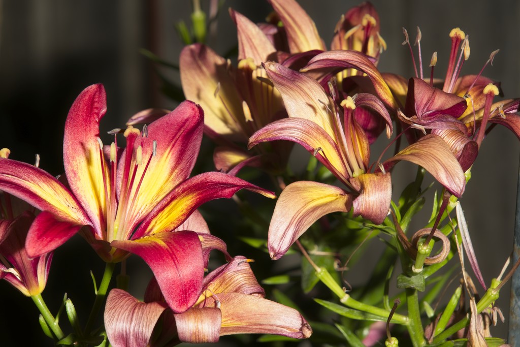 Lilies by billyboy