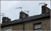 16th Aug 2020 - A Starling gathering.