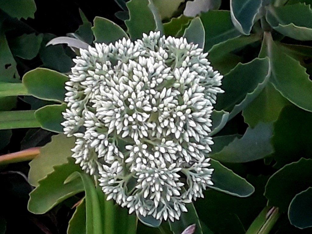 Flowering by linnypinny