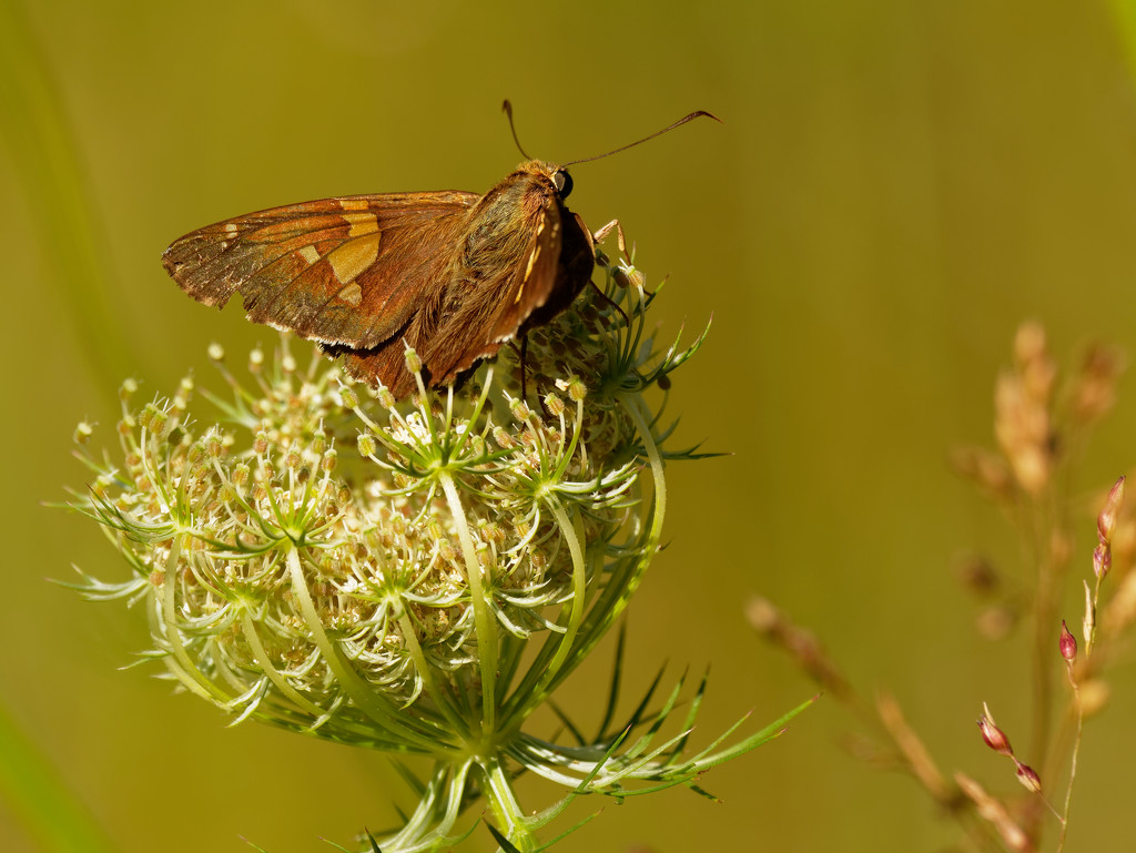 silver-spotted skipper  by rminer