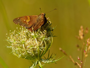 16th Aug 2020 - silver-spotted skipper 